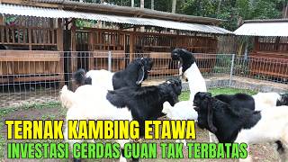 Sukses Ternak Kambing Etawa, Peluang Bisnis Menguntungkan Di Pedesaaan