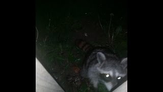 Up close raccoon feeding