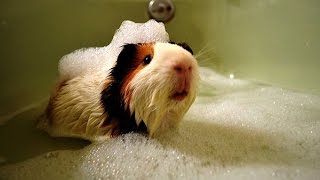 Animals Who Love Bath Time