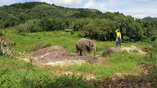 Bukit Elephant Park Phuket часть 4, 2023