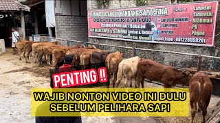 PUSATNYA BIBIT SAPI SUPER & UNGGULAN‼️ GROSIR SAPI BERGARANSI & TANPA CALO DI WONOGIRI