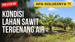 KONDISI SAWIT SERING TERGENANG AIR