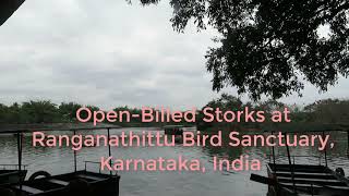 Open- Billed Stork at Ranganathittu Bird Sanctuary, Karnataka, India