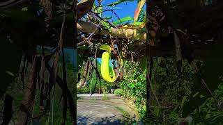 Nepenthes Khasiana is an endangered tropical Pitcher Plant (Meghalaya) #shorts