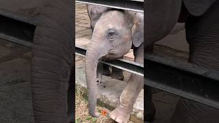 Cutest Elephant at Zoo #bannerghatta  #shorts #zoo #elephant