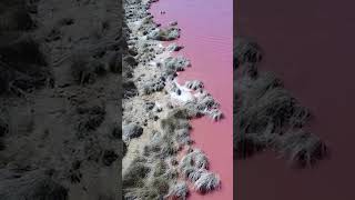 Magical Pink color Lake 😍✨😱 #shorts