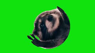 Dancing Raccoon Spinning In A Circle Meme Green Screen Chroma Key Template