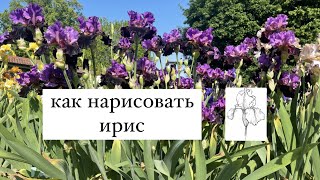 Как нарисовать Ирис.Рисунок цвтока