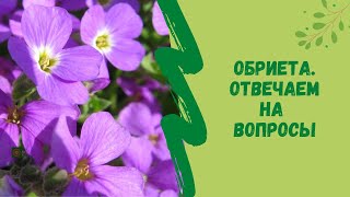 🏵👆Обриета. Отвечаем на вопросы