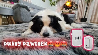 Border Collie"#Monio" który nie Lubi Dzwonka !!Szukamy rozwiązania 😀 @bordercolliemonio #monio #dog