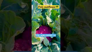 #pink cauliflower#farming #size #colors #pink #harvesting