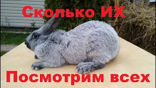 Посмотрим ВСЕХ КРОЛИКИ СКОЛЬКО ИХ разведение на мясо содержание клетки