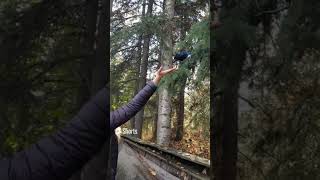 Stellar Bluejay eating from hand.  #stellar  #nature