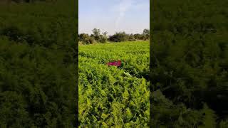 కారెట్  #shortvideo  #carrot #agriculture