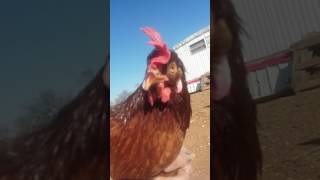 Baby Red One Legged Chicken That Can Talk