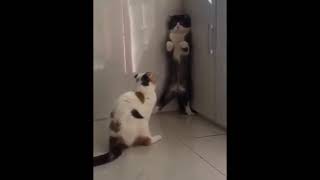 Funny Cats With Bad Attitude