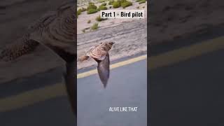 Bird Pilot Part 1 - check next one also