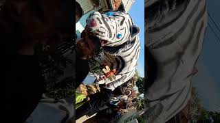 Macan putih terlepas dari kandangnya #shortvideo