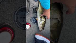 Lake Rousseau Bass