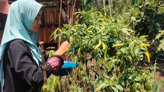 memetik lombok di pekarangan rumah,membuat rujak petis ikan khas madura | hidup didesa