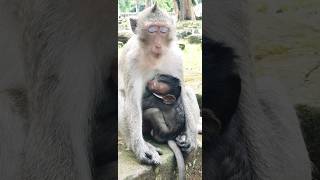 mom sleeping meditation #mom #baby #sleeping #meditation #monkey