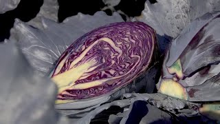 The Life Cycle of Purple Cabbage | Modern Agriculture Planting and Harvesting Purple Pak Choi