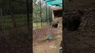 Peacock dance #shorts #viral #trending #reels #ytshortsvideo