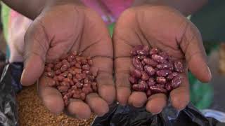 The Zimbabwe Seed Sovereignty Programme (ZSSP)