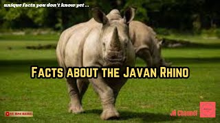 5 Sad Facts about the Javan Rhino, Unique facts you don't know yet…