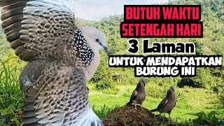 Butuh Waktu Setengah Hari dan 3 Laman Untuk Mendapatkan Burung Ini || Memang Tidak Sia-sia 🔥