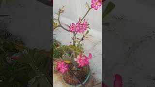 Beautiful adenium bonsai#shorts#terrace garden