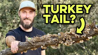 Harvesting Turkey Tail This Fall? How to Spot Real vs. Fake