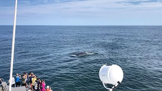 SEASTREAK 3 HOUR WHALE WATCHING CRUISE EXPERIENCE, HIGHLANDS NJ (HUMPBACK WHALE DOLPHINS BOAT RIDE)