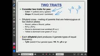 TwoTraitsDihybrid107Lecture