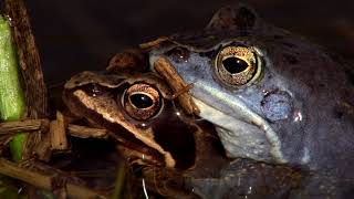 Moor frog during mating season Moorfrosch in Balzlaune