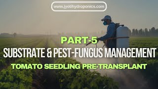 Hydroponic Tomato farms | Part5 Substrate & Pest-fungus Management in tomato seedling pre-transplant