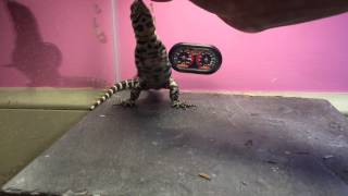 Tegu Stands Up For Waxworms