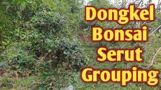 KEMBALI DONGKEL BONSAI SERUT GROUPING -BONSAI MAME | Mustika Lombok