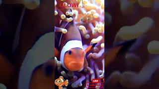 Clownfish in a Colorful Reef 🐠 | Life Among the Coral