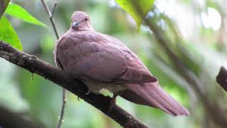 Short Billed Pigeon | Patagioenas nigrirostris