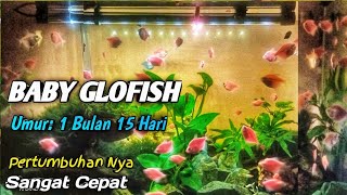 Baby Glofish Umur 1 Bulan 15 Hari Pertumbuhan Nya Sangat Cepat @gondrongbrewok