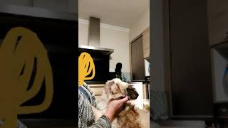 Shih tzu L.A qui adore les caresses #viralreels #shihtzu #dog  #viralvideo