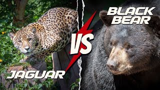 Jaguar vs Black Bear The Shocking Truth Revealed