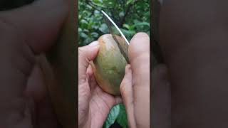 awesome mango cutting #mango #fruit #shorts #youtubeshorts #trending