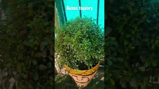 buxus topiary#boxwood plant#box plant#bushy evergreen plant#best out of waste#shorts