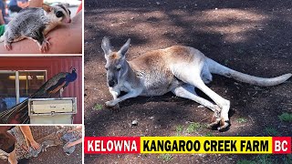 ARE KANGAROOS FROM CANADA? | Kangaroo Creek Farm, KELOWNA BC