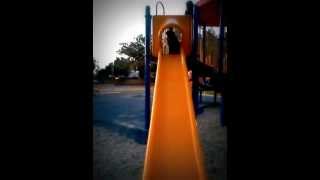 Labrador goes down slide!! cute