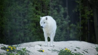 15 Most Beautiful Wolves in the World