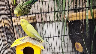 Budgies live, austrailian parrots live