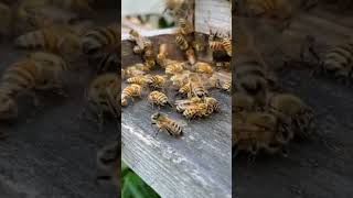 Enjoy Bee Sounds